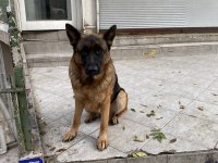3 Yaşında Ena HausBayraktar Dişi Alman Kurdu