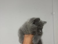 British Shorthair Yavrular Irk Sağlık Garantili