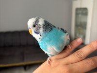 Muhabbet Kuşu Erkek