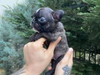 A+ Kalite FRENCH BULLDOG yavrularımız