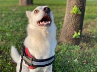 Ücretsiz Sahiplendirme Melez Köpeğimiz