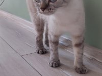 Beyaz Yavru scottish fold