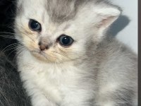 Silver ve golden british shorthair bebekler