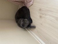 Scottish fold shorthair
