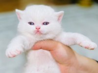 Orijinal british shorthair yavrumuz