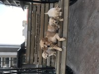 Golden retriever beyaz gülen yüz
