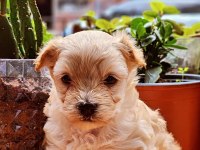 60 günlük orjinal maltipoo yavru