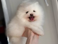 Pomeranian Boo Teddy Bear Ayi Surat Yavrularımız Hazır