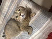 British Shorthair Dişi Sahiplendirme ÜCRETSİZ
