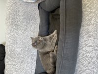 Dişi british shorthair