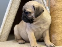 Pug mops yavrularımız