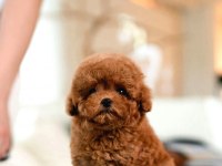 Safkan Toy Poodle Bebeklerimiz