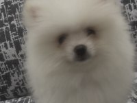 Pomeranian Boo A Kalite Wc Eğitimi Var