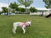 French Bulldog Köpeği