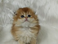 Safkan scottish fold longhair dişi yavru