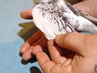 KUŞÇU BABADAN MERAKLISINA SULTAN PAPAĞANI