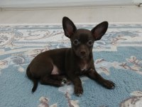 Çikolata Chihuahua