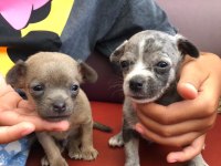 orjinal chihuahua mavi gözlü yavru