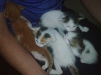 YAVRU KEDİLERE YUVA ARANIYOR