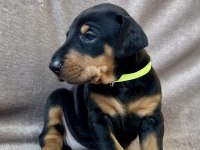 Geniş Göğüslü, Kaslı Kan Hattı – Safkan Doberman