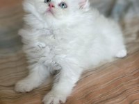 Özel top kafa blue point british longhair anne baba şecereli