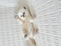 Blue point british shorthair bebekler