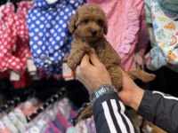 Toy Poodle güzelliği