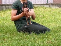 3 aylık safkan dişi pinscher uyguna verilecektir