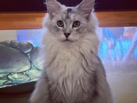 Yalnızca ömürlük tecrübeli ailelere safkan maine coon