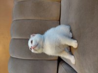 Kar Beyaz Scottish Fold Dişi