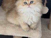 Mükemmel yurt dışı soylu british longhair kedilerim