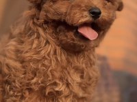 Toy Poodle Köpeği