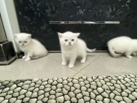Scottish fold blue point gold