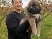 Kafkas çoban köpeği yavrumuz