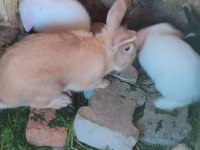 Hollanda lop ve aslanbaş tavşanı