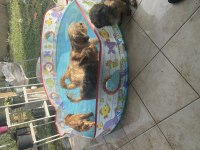 2,5 aylık güzel gözlü shih tzu kızlarım