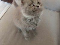 Safkan British longhair prenses