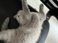 Erkek british shorthair sağlıklı oyuncu