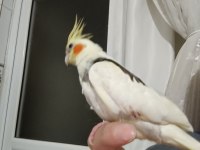Sultan papağanı sıcak kanlı dost