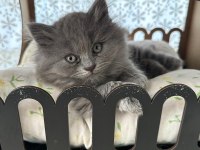 Bal gibi tatlı yavru british longhair kediler