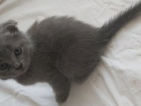 4 adet 40 günlük yavru scottish fold