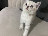 British Shorthair Blue Point