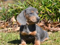 RENK RENK BİR ÇOK SEÇENEK İLE EGZOTİK DACHSHUND
