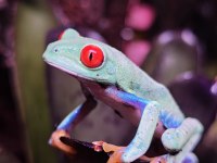 Red eye Dart frog (kurbaga)
