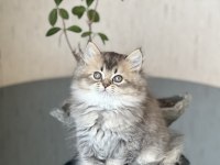 Ayı Surat British Longhair Golden Black Yavrum