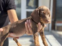 Petmode köpek çiftliğinden dachshund yavrumuz