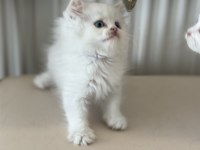 Kar beyaz mavi gözlü british shorthair ve longhair
