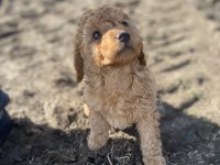 Toy poodle dişi erkek