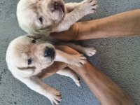 Labrador yavrularımız