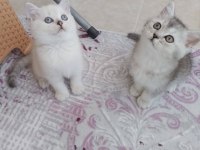 British Shorthair Pisi Pisiler